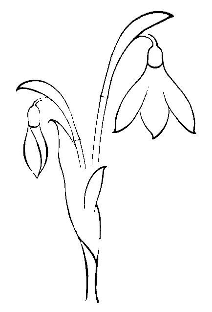 kardelen çiçeği çizimi
